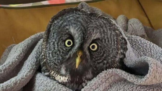 Minnesota woman saves two injured owls in one day